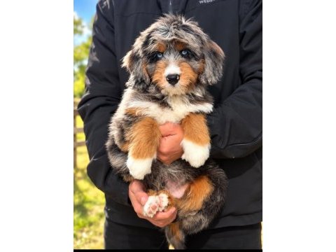 Türkiyede tek bernedoodle yavruları