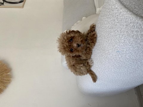 Toy poodle dişi yavru