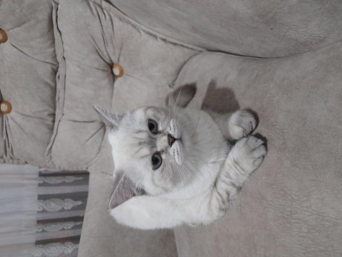 7 aylık british shorthair sahiplenilme ilanı