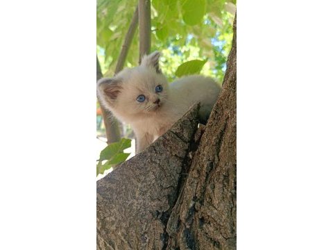 Orjinal yavru british shorthair blue point erkek