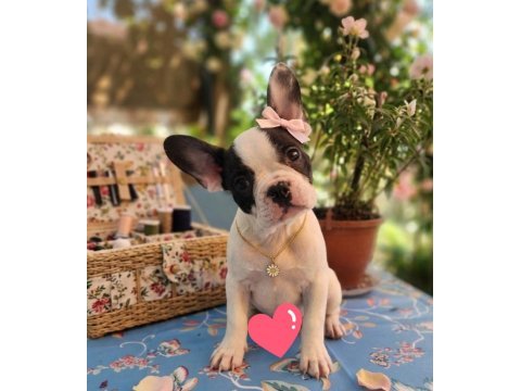 Safkan french bulldog yavrular
