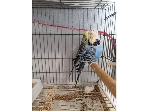 Dişi erkek show jumbo genç muhabbet kuşlar