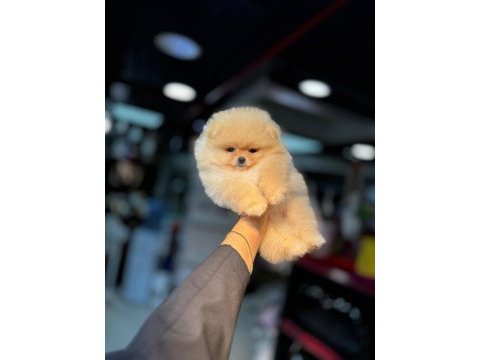 Show kalite ırk ve sağlık garantili pomeranian