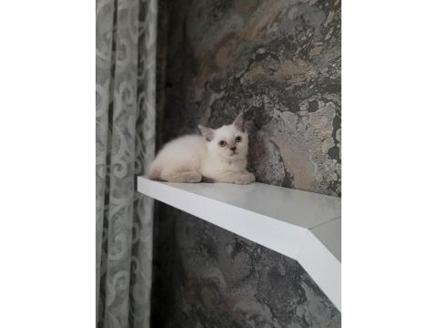 2 aylık british shorthair ve scotish fold dişi yavrular