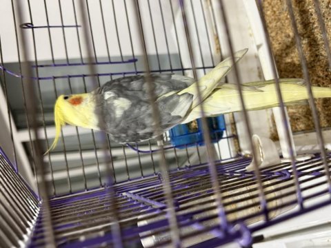 Jumbo sultan papağanı kaçırma 3000 al götür