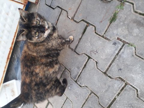 Yeni doğacak bebeklere yuva arıyoruz buda annesi