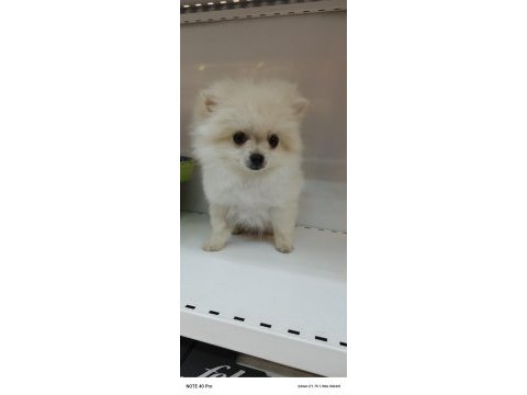 Yeni yuvasına gitmeye hazır pomeranian