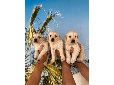 Baby face golden retriever yavruları