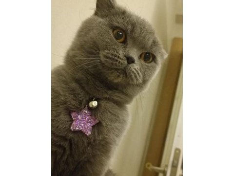British shorthair kızımıza yeni yuva arıyoruz