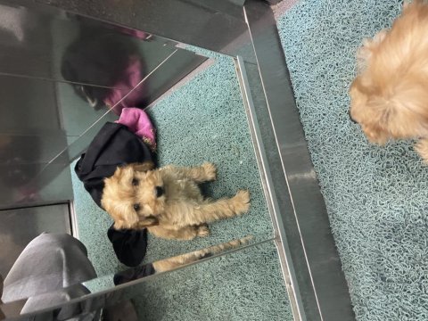 Poodle ırkından mini cockapoo kore kan