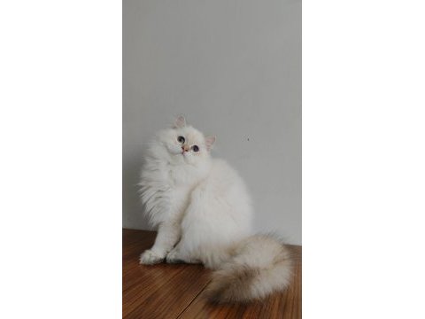 British longhair kızımıza yeni aile arıyoruz