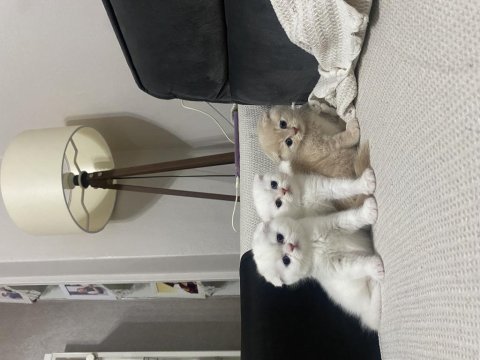 Scottish fold ve british yavrularımız