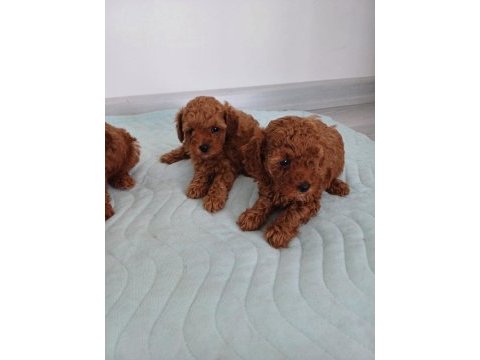Show kalite kore toy poodle ziyarete açık