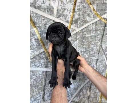 Kredi kartına taksit imkanıyla pug yavruları
