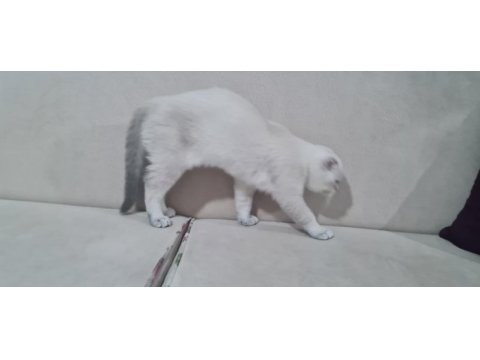 Scottish fold blue point yavru