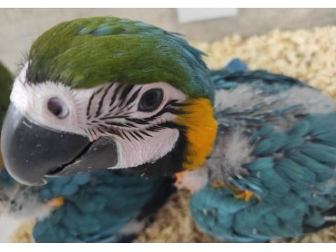 El besleme full evcil bebek macawlar