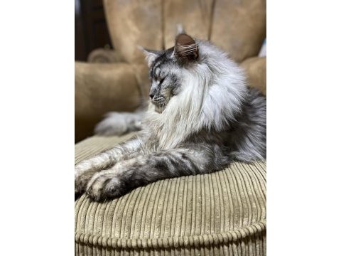 Gerçek maine coon arayanlar