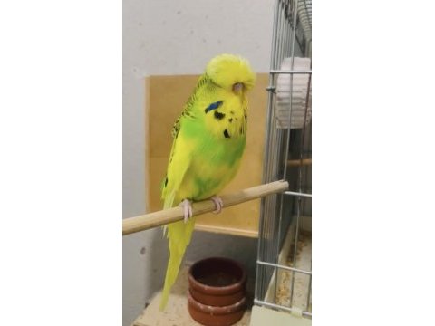 Show jumbo muhabbet kuşu yavruları