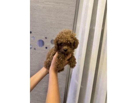 Tuvalet eğitimli evde büyüyen erkek poodle yavru