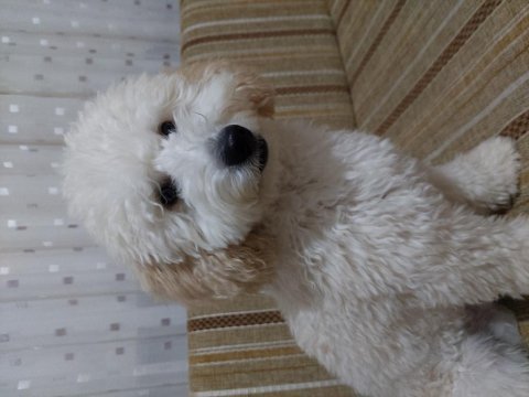 Minyatür poodle