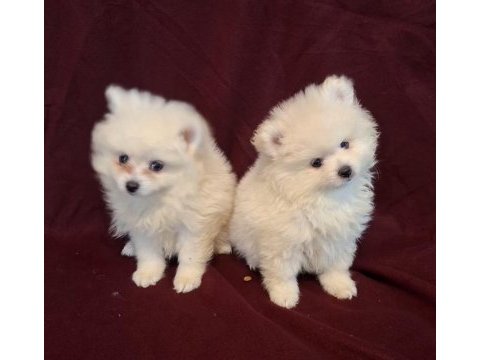 Yeni evlerine gitmeye hazır köpekler