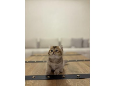 Brıtısh shorthair golden yavrularım