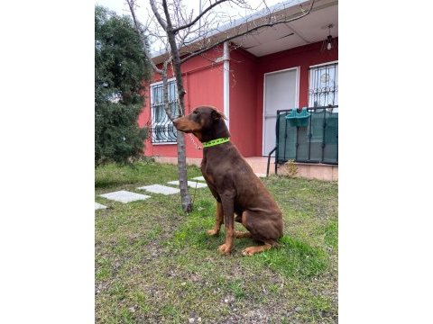 2 yaşında kızıl doberman temel itaat eğitimi mevcuttur