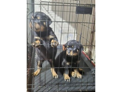 Koca kafa rottweiler
