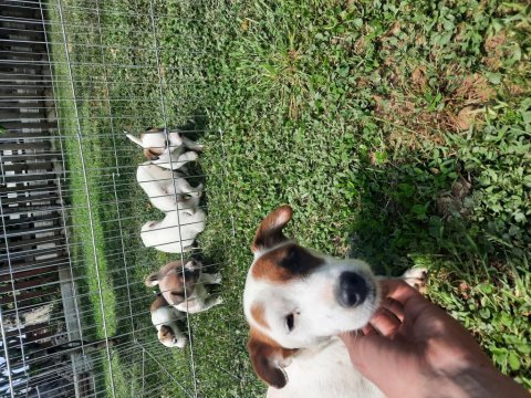 1.5 aylık jack russell yavrular