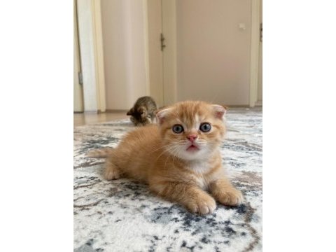 2 aylık yavru kedim