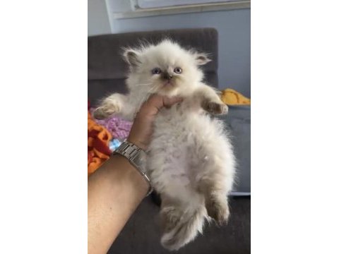 Safkan british longhair yavrularım