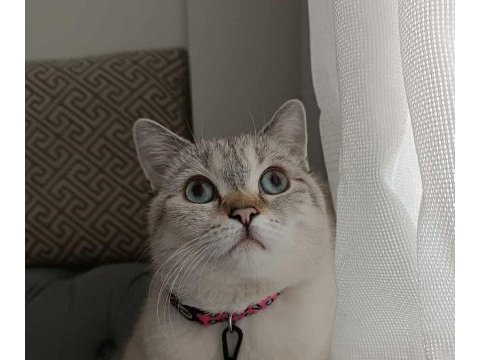British shorthair mama karşılığı