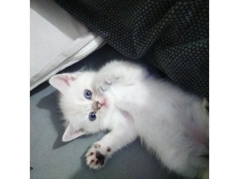 Sahiplendirilecektir british shorthair