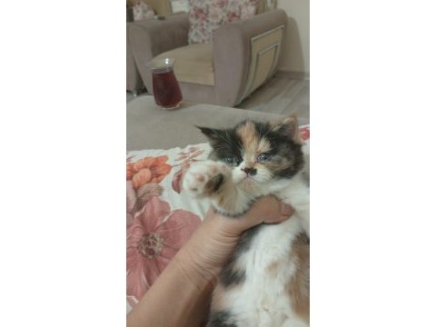 İran kedisi yavrusu 45 günlük