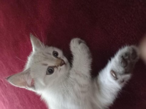 Lynx point british longhair yavrularımız