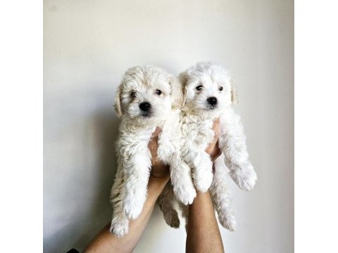 Mini boy maltese köpekler