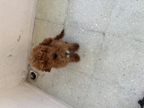 Toy poodle bebek köpeğimiz