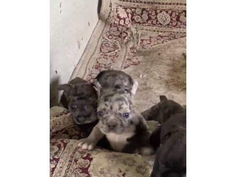 Yavru köpekler sahiplendirilecektir