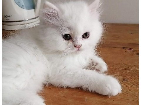 A kalite orjinal iran kedisi bebekleri
