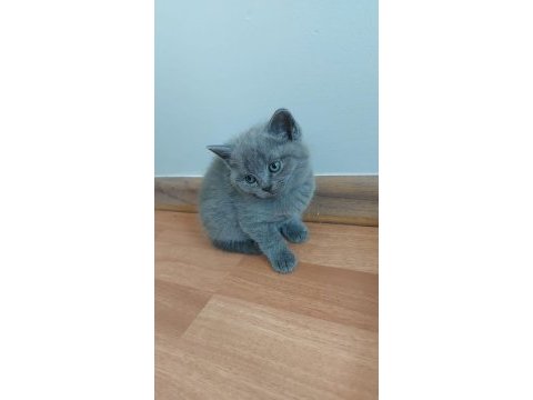 Teslime hazır british shorthair yavrumuz