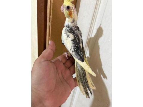 52 günlük harika bebek sultan