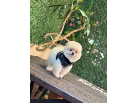 Ayı surat pomeranian boo
