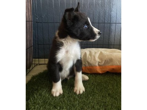 Ruhsatlı çiftliğimizden border collie yavrumuz