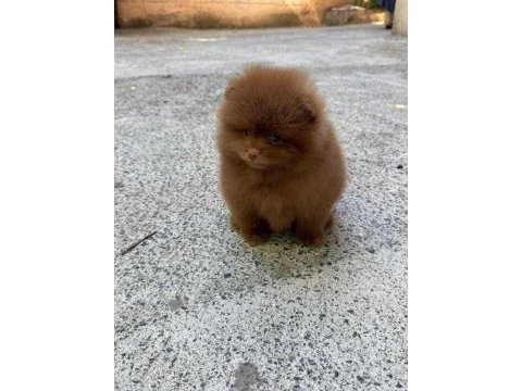 Çikolata erkek teddy bear garantili pomeranian