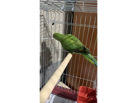 Pakistan papağanı 5 aylık