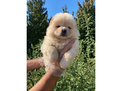 Orijinal a kalite chow chow yavrular