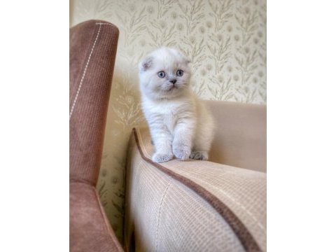 A kalite scottish fold dişi