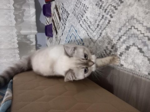 Dişi 9 aylık british shorthair