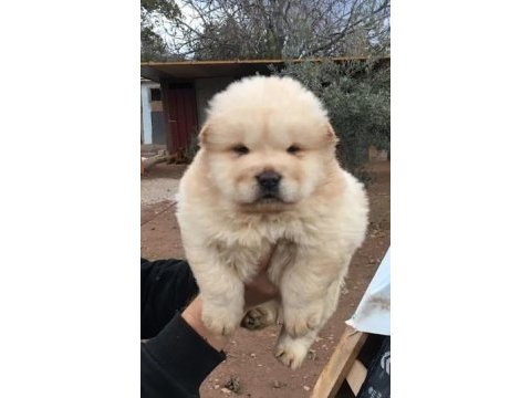 Chow chow dünyasından ırk garantili yavrularımız