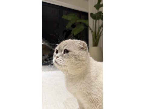 Ücretsiz scottish fold kedisi 3 yaşında